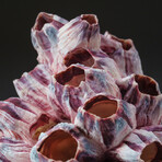 Genuine Natural Purple Acorn Barnacle // V1