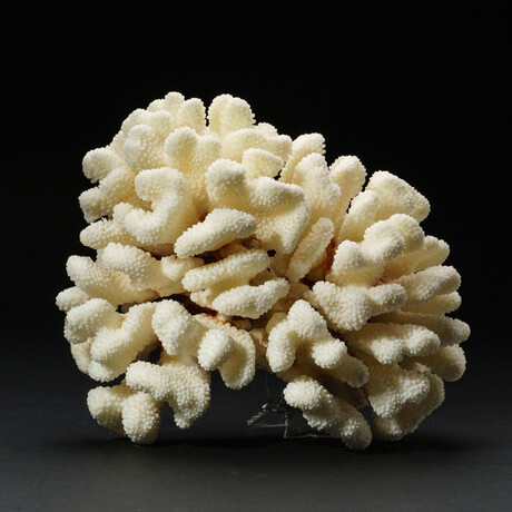 Genuine Natural Cats Paw Coral