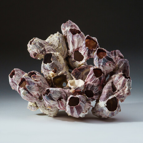 Genuine Natural Purple Acorn Barnacle // V3