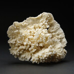 Genuine Natural White Ridge Coral