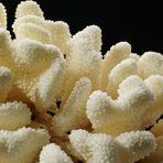 Genuine Natural Cats Paw Coral