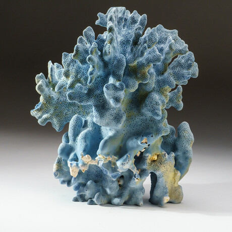 Genuine Natural Blue Ridge Coral // V4