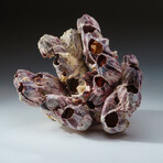 Genuine Natural Purple Acorn Barnacle // V3