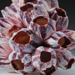 Genuine Natural Purple Acorn Barnacle // V1