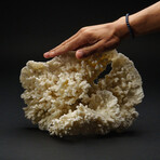 Genuine Natural White Ridge Coral