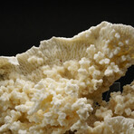 Genuine Natural White Ridge Coral