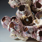 Genuine Natural Purple Acorn Barnacle // V3