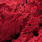 Genuine Natural Red Pipe Organ Coral // V2