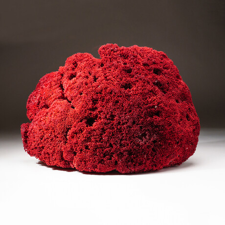 Genuine Natural Red Pipe Organ Coral // V1