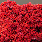 Genuine Natural Red Pipe Organ Coral // V1