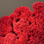 Genuine Natural Red Pipe Organ Coral // V1