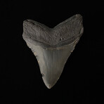 4.49" High Quality Serrated Megalodon Tooth