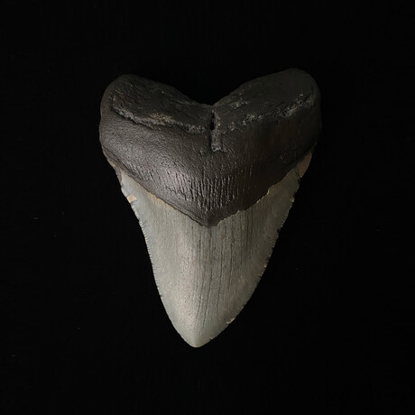 4.44" Serrated Megalodon Tooth