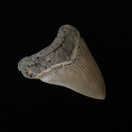 4.31" High Quality Serrated Megalodon Tooth
