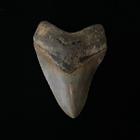 4.72" Colorful Serrated Megalodon Tooth