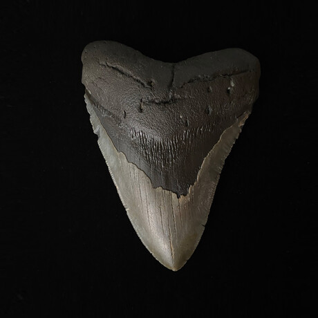 5.04" Serrated Megalodon Tooth