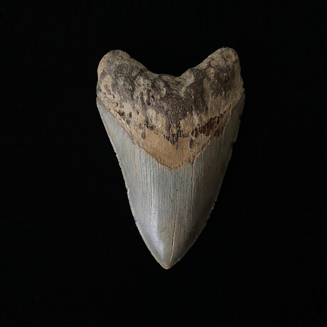 4.62" Beautiful Serrated Megalodon Tooth