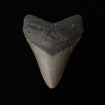 4.75" Thick Lower Megalodon Tooth