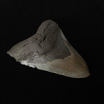 5.04" Serrated Megalodon Tooth