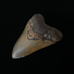 4.96" Colorful High Quality Megalodon Tooth