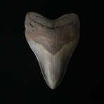 5.97" Massive Serrated Megalodon Tooth