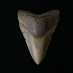 5.39" Dagger Lower Megalodon Tooth