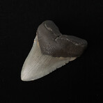 4.44" Serrated Megalodon Tooth