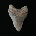 4.99" Amazing Colorful Serrated Megalodon Tooth