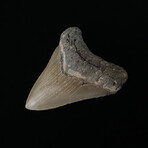 4.31" High Quality Serrated Megalodon Tooth