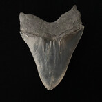 5.86" High Quality Serrated Megalodon Tooth