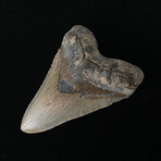 5.71" Massive Serrated Megalodon Tooth