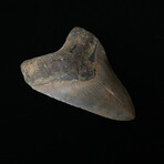 4.72" Colorful Serrated Megalodon Tooth