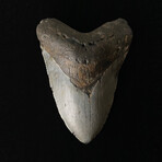 5.66" Massive Megalodon Tooth