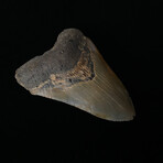4.96" Colorful High Quality Megalodon Tooth