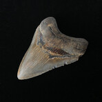 4.29" Beautiful Colorful Megalodon Tooth