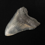 5.86" High Quality Serrated Megalodon Tooth