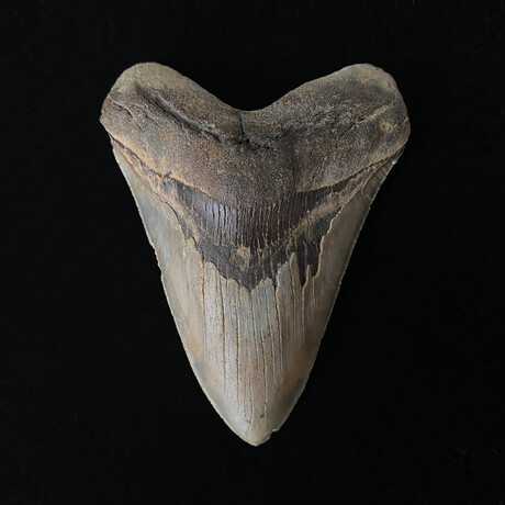 5.39" Colorful Serrated Megalodon Tooth