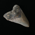 5.71" Massive Serrated Megalodon Tooth