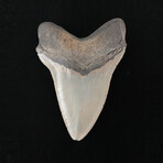 4.99" High Quality Serrated Megalodon Tooth