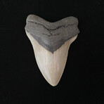 4.99" High Quality Serrated Megalodon Tooth