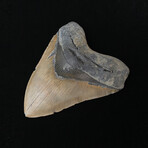 5.59" Massive Serrated Megalodon Tooth