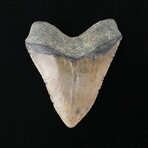5.59" Massive Serrated Megalodon Tooth