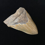 5.88" Massive High Quality Serrated Megalodon Tooth