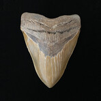 5.88" Massive High Quality Serrated Megalodon Tooth