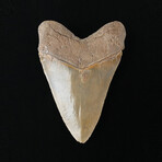 6.13" Massive High Quality Serrated Megalodon Tooth
