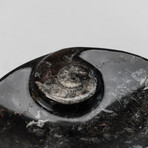 Genuine Polished Oval Orthoceras Fossil Dish