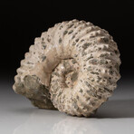 Genuine Natural Douvilleiceras Ammonite Fossil // V2