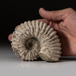 Genuine Natural Douvilleiceras Ammonite Fossil // V2