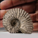 Genuine Natural Douvilleiceras Ammonite Fossil // V1