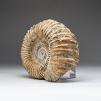 Genuine Natural Large Ammonite